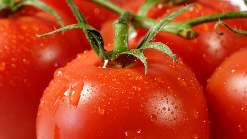 Nahaufnahme frische rote Tomaten mit Wassertropfen