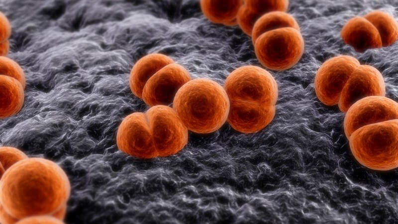 Grafik Bakterien, Meningokokken