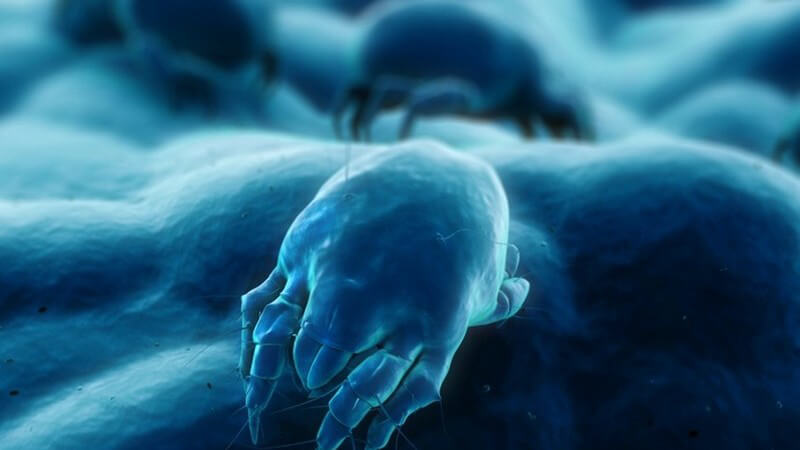 Blaues Kontrastbild einer stark vergrößerten Milbe