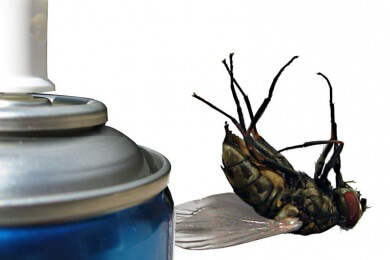 Das Erfolgsgeheimnis der Stubenfliegen - Seit Jahrmillionen Begleiter des Menschen