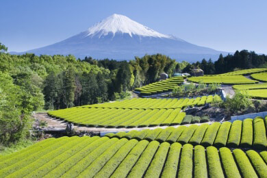 Dank des starken Euro günstige Wechselkurse für Urlaub in Japan, Australien und USA