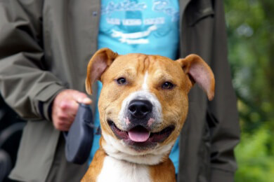 Hunde aus dem Ausland bringen viele Probleme mit - das sollten Tierfreunde beachten