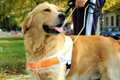 Blindenhund will Herrchen nach Sturz ins Gleisbett retten