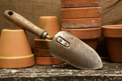 Wie man Agapanthus pflegt und überwintert