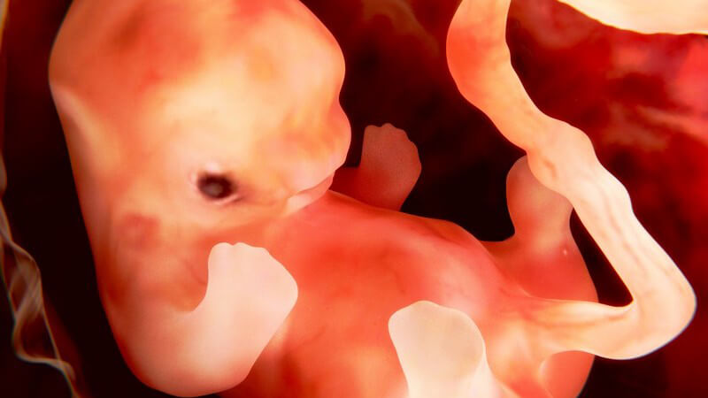 Grafik eines 9 Wochen alten Fetus/Embryos im Mutterleib
