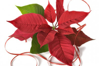 Schütteln statt Chemie, um Wachstum von Weihnachtssternen zu hemmen