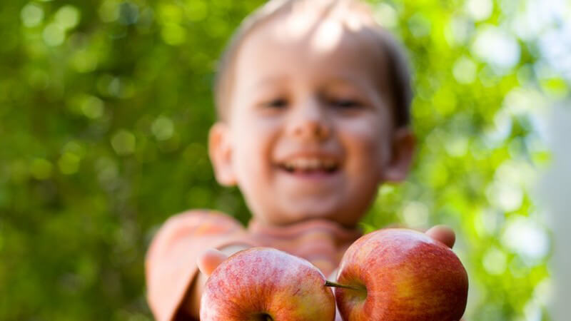 Kleiner Junge bietet Kameramann zwei Äpfel an