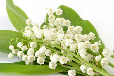 Den Duft der Maiglöckchen zu jeder Jahreszeit auf die Fensterbank zaubern