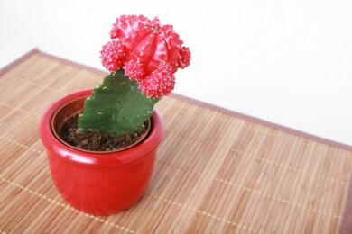 Für ein beeindruckendes Blütenmeer sorgt der Weihnachtskaktus auf der Fensterbank