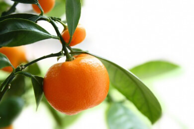 Wissenswertes rund um die Orange