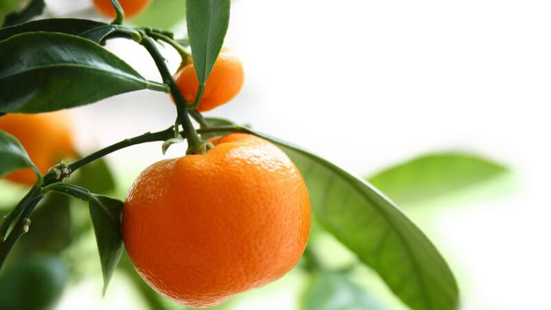Nahaufnahme Orange am Orangenbaum, weißer Hintergrund