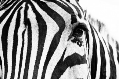 Zebras setzten bei der Flucht auf optische Täuschung