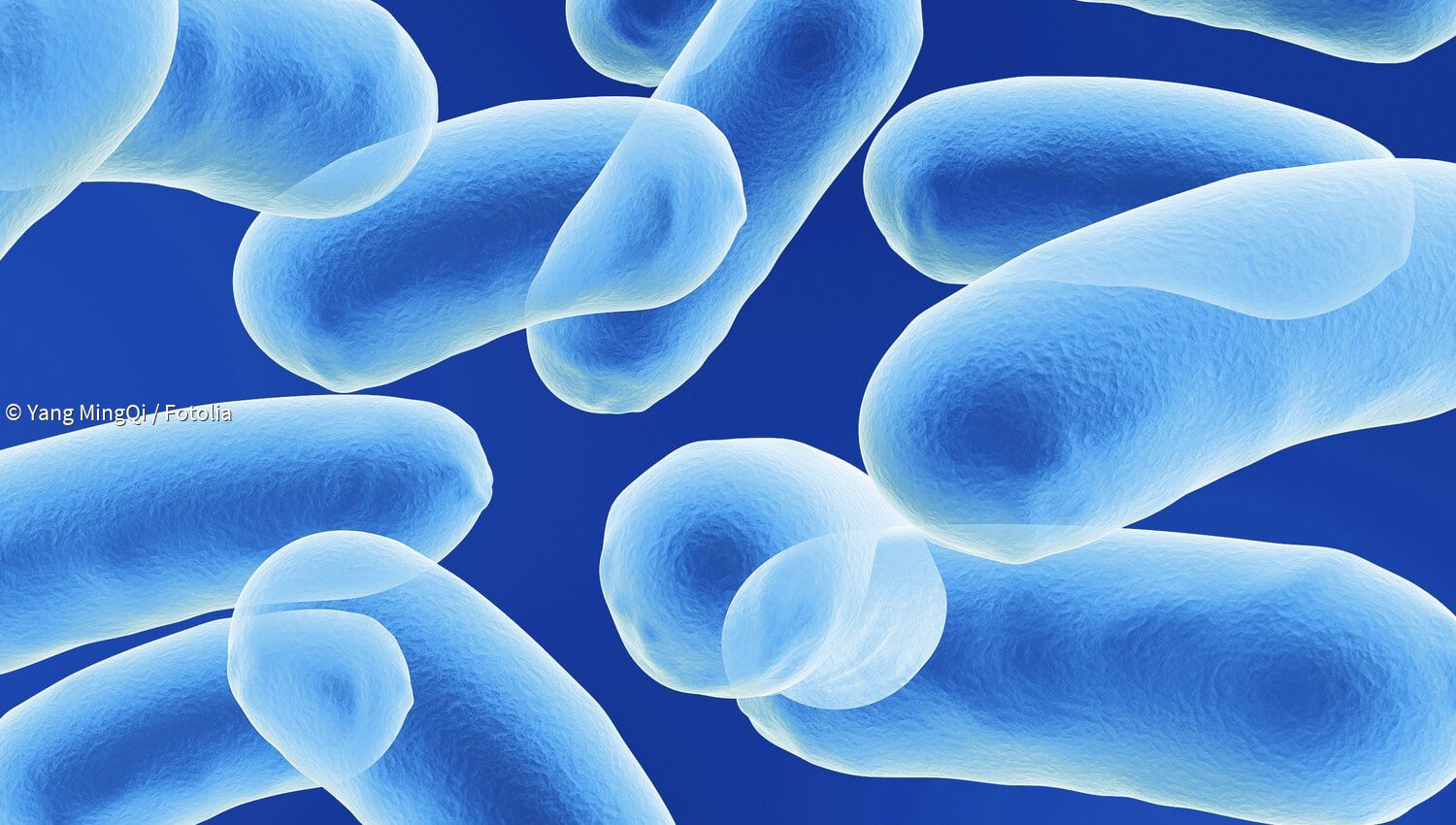 Kurzmeldungen zum Thema Diphtherie paradisi.de