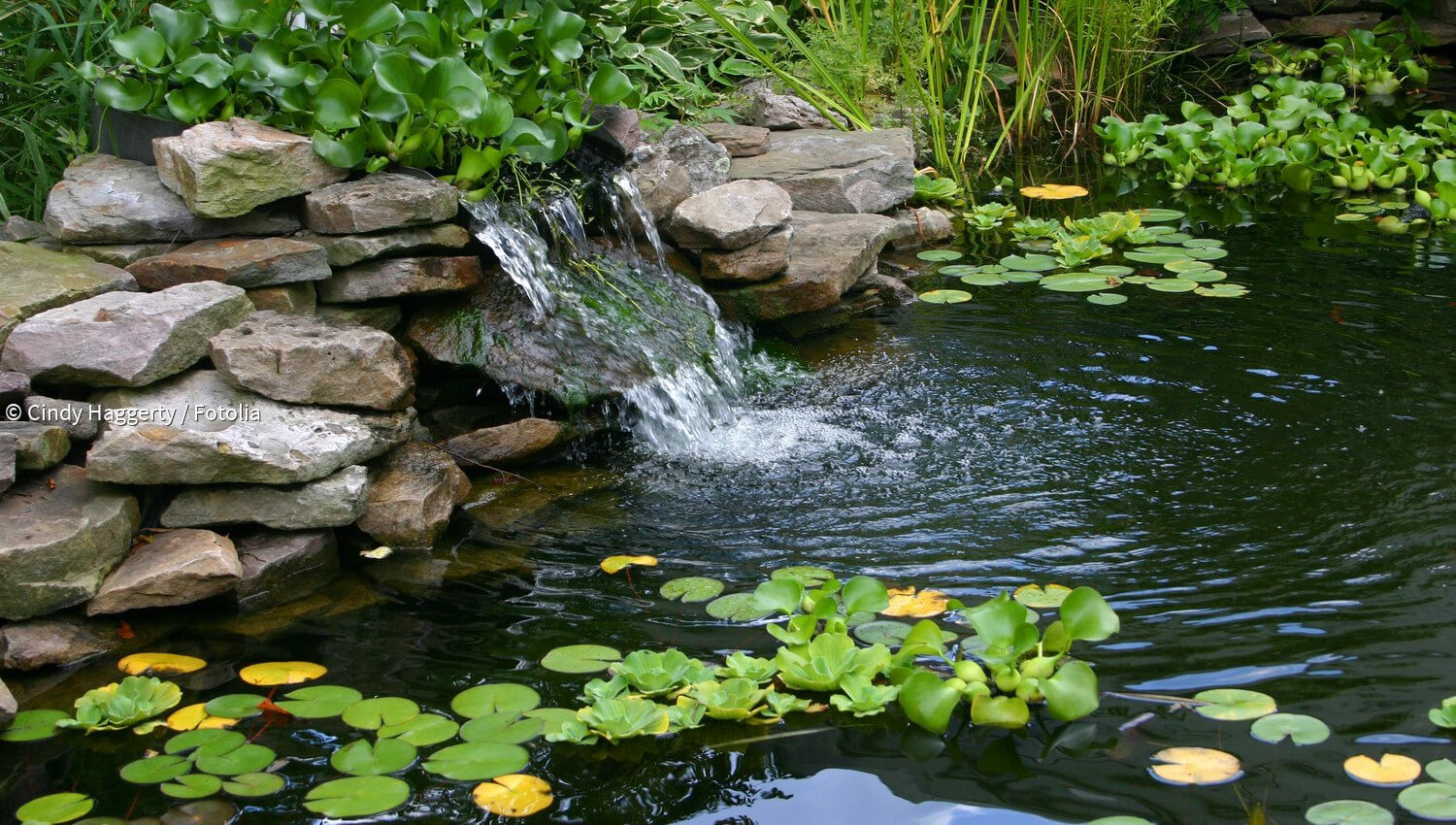 Kurzmeldungen zum Thema Gartenteich paradisi.de