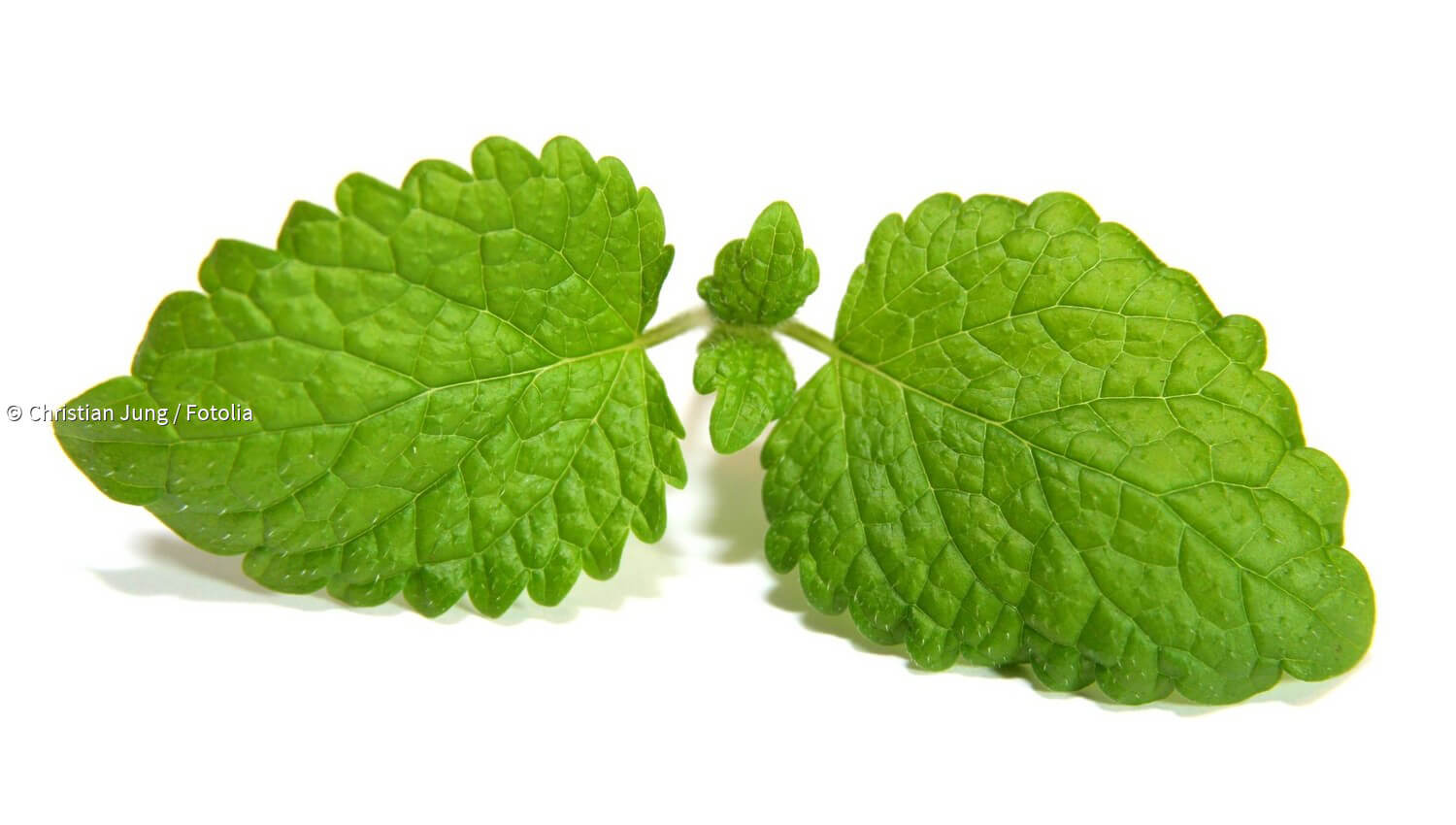 Kurzmeldungen zum Thema Melisse paradisi.de