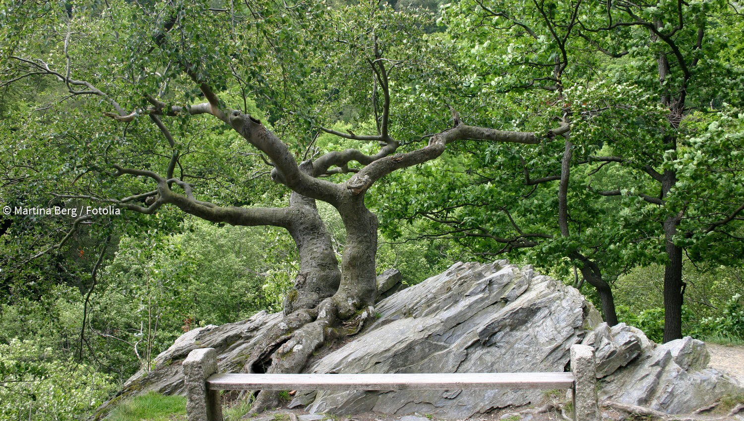 Kurzmeldungen zum Thema Naturdenkmal paradisi.de
